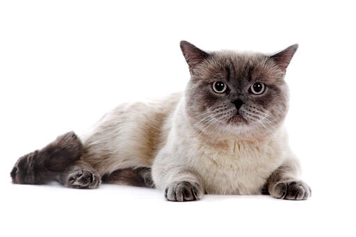 British blue colourpoint sales