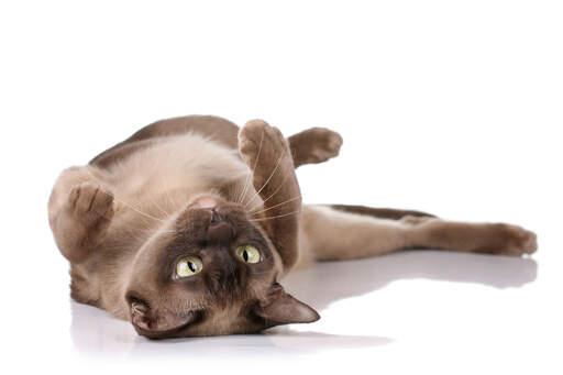 are burmese cats like dogs