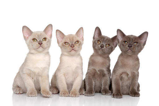 A group of gorgeous burmese kittens