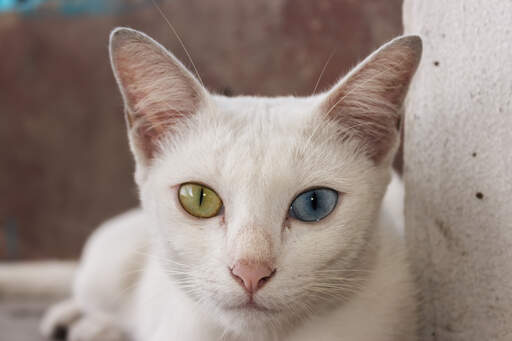 A Khao Manee cat with its odd coloured eyes