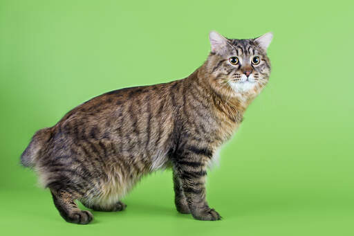 A brown tabby kurillian bobtail with a wild look