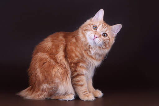 a young kurillian bobtail with a fluffy coat