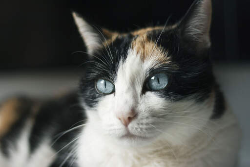 A Ojos Azules cat with the bright blue eyes its famed for