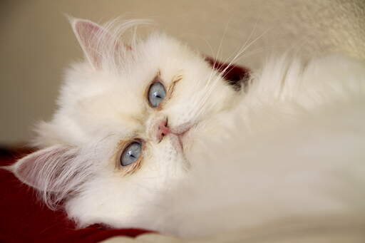A beautfiul cameo cat with blue eyes