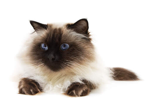 A Himalayan Persian with deep blue eyes