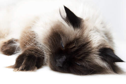 A sleepy Himalayan Persian cat