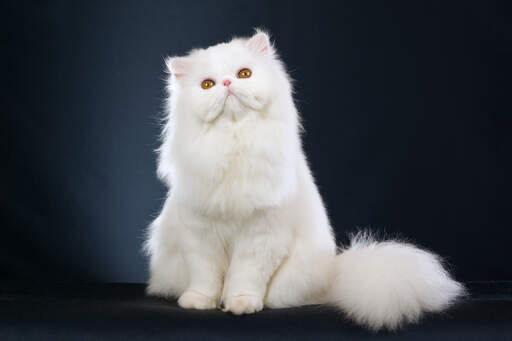 A white Persian with the long fluffy coat they are famous for