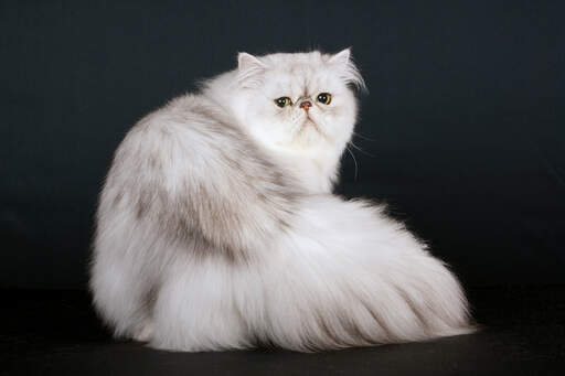 A Shaded silver Persian with its unique squashed face