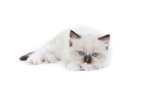 A Ragdoll kitten that has just started to Develop pointed markings