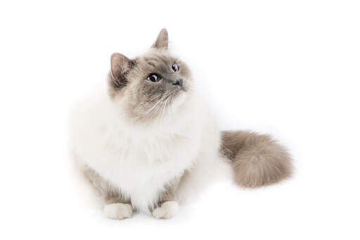 A seal point Ragdoll