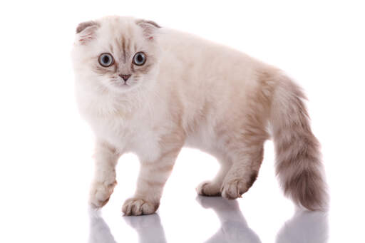 An adorable scottish fold kitten