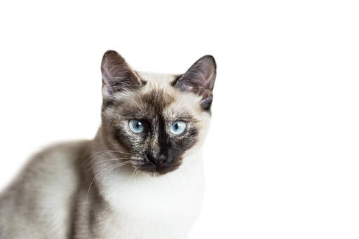 A tortie pointed Siamese cat