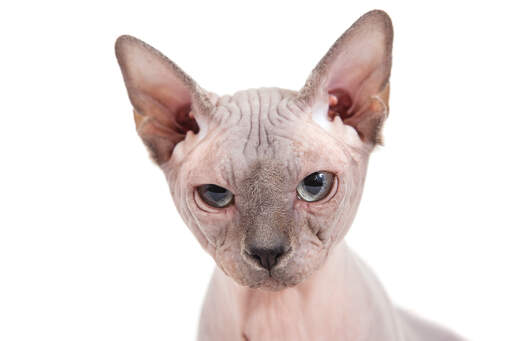 A Sphynx cat with large ears