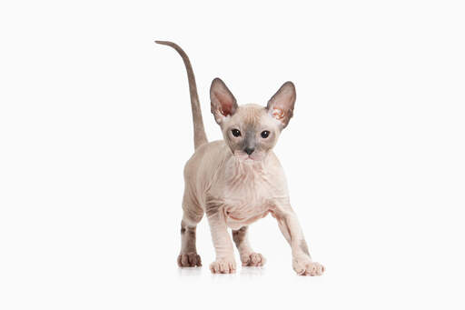 A Sphynx kitten with big eyes