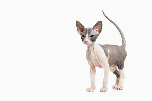 A bicolour Sphynx cat