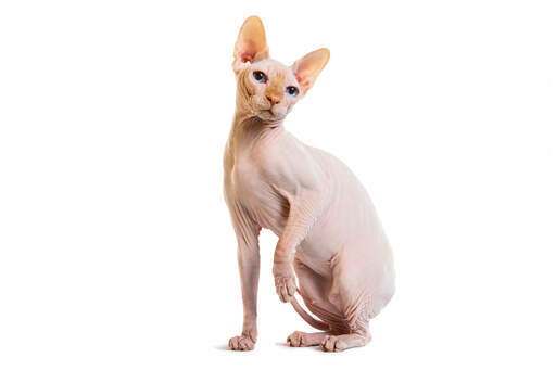 A pale Sphynx cat with its distinctive wrinkly skin