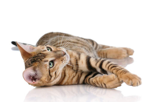 A Toyger is a domestic cat designed to look like a tiger