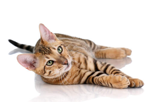 A happy Toyger lolling