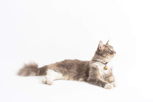 A pretty tortie Turkish Angora