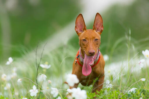 Cirneco Dell'Etna dog with its tongue out in a field of flowers