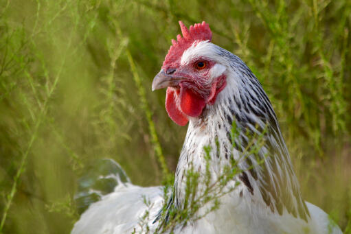 Delaware-Chicken-Close-Up