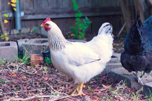 Delaware-Chicken-Grazing