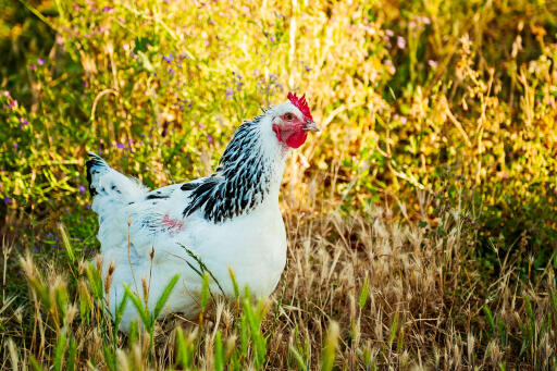 Delaware-Chicken-In-Field