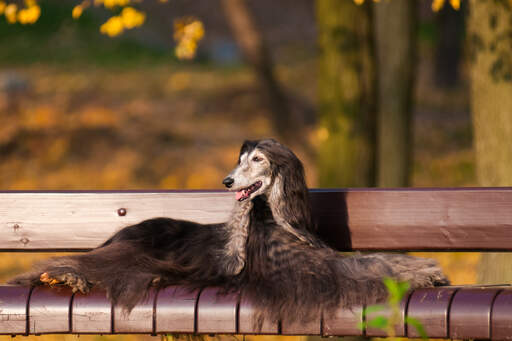 A beautiful dark haired afghan hound enjoying a rest on a park bench