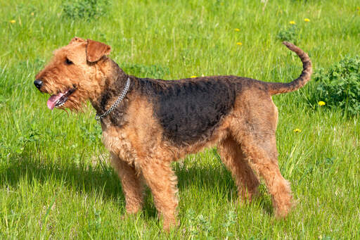A healthy, young adult Airedale Terrier showing off it's wiry coat