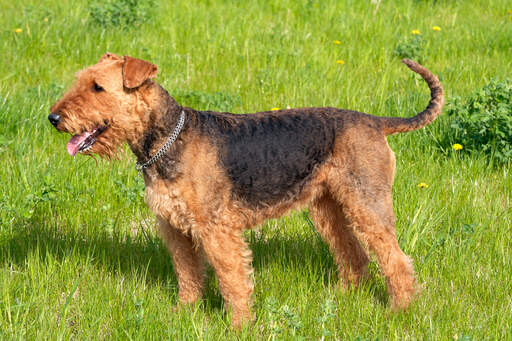 Airedale cross breeds on sale