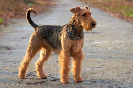 An Airedale Terrier standing tall, awaiting a command from it's owner