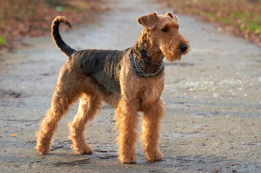 Airedale police dog clearance
