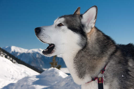 A close up of an Alaskan Malamute's pointed ears and lovely white face