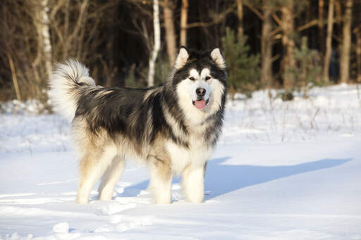 A young and healthy Alaskan Malamute, well prepared for the snow
