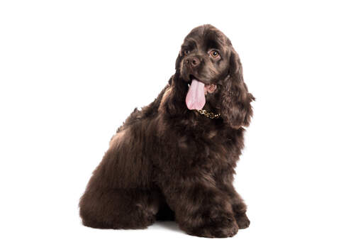 Cocker spaniel discount american black