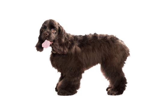 a lovely chocolate brown american cocker spaniel with amber eyes