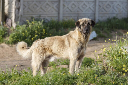 A beautiful Anatolian Shepherd Dog, showing off it's wonderful, strong body