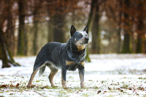 A beautiful Australian Cattle Dog, standing tall with it's ears perked