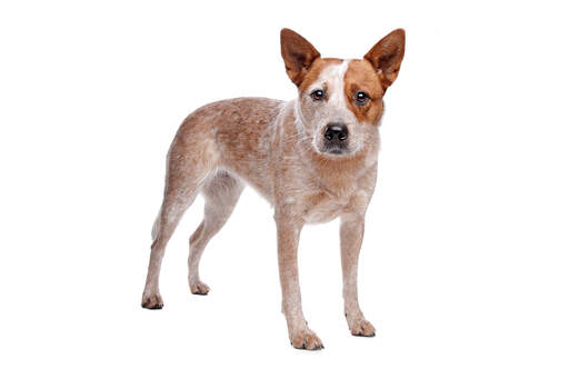 A young, brown and white Australian Cattle Dog