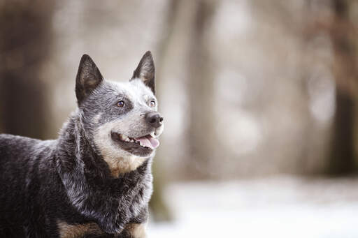An adult Australian Cattle Dog with a lovely, thick, wiry coat