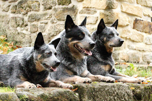 Three Australian Cattle Dogs lying neatly next to each other