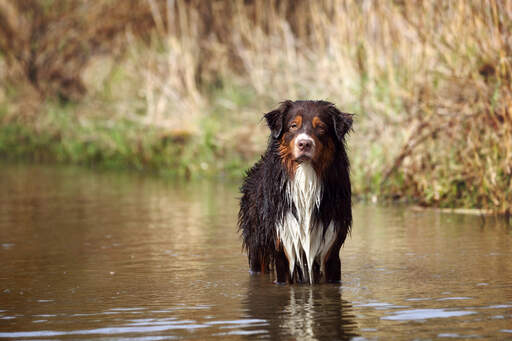 A beautiful australian shepherd who is not ready to go hone