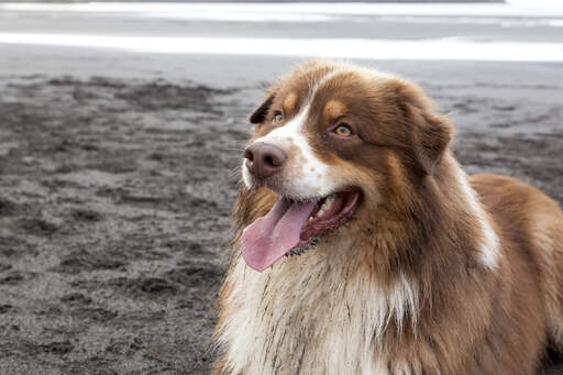Flat coated 2025 australian shepherd