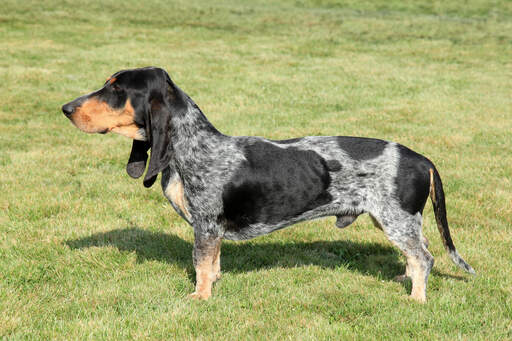 A Basset Bleu De Gascogne with a sleek long body and short legs