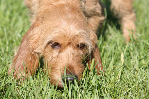 A Basset Fauve De Bretagne with lovely wirey fur