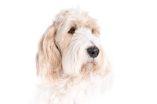 A close up  of a basset griffon vendeen's head with a lovely wet nose