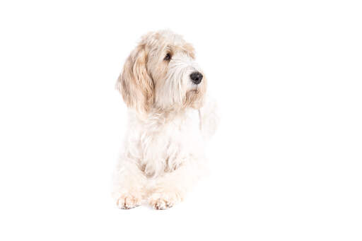 A fluffy basset griffon vendeen grand crossing his paws