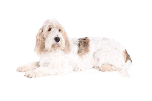 A lovely basset griffon vendeen grand lying down