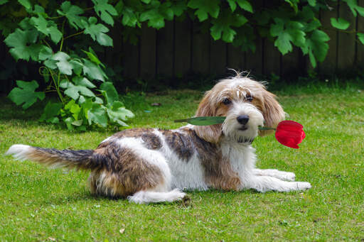 a Basset Griffon Vendeen Petit lying on the grass with a flower