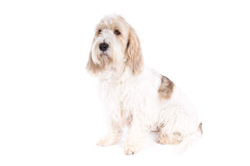 Basset Griffon Vendeen Grand Dogs Dog Breeds